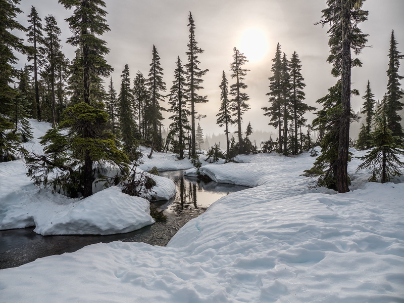 fir, natural, growth, beauty in nature, stream, wilderness, plant, coniferous tree, strathcona park, tree, mount washington, no people, tranquil scene