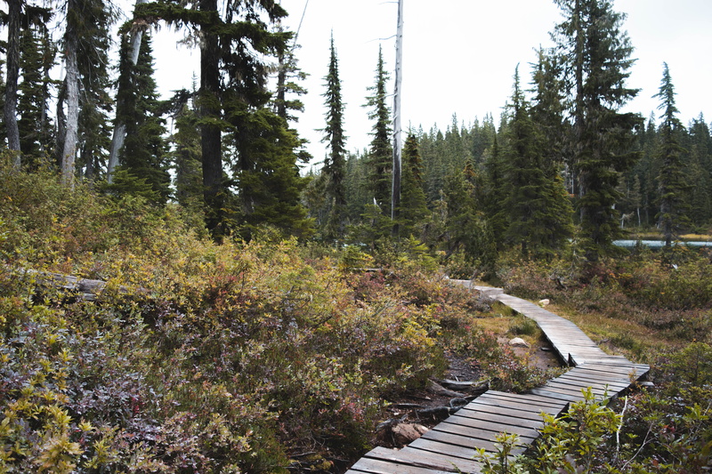 plant, strathcona-westmin provincial park, forest, explore, direction, 5K, trees, british columbia, growth, land, boardwalk, travel, tranquility, the way forward