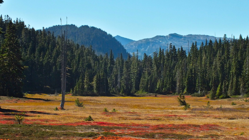 day, field, strathcona, mountain, tranquility, canada, sky, pine woodland, land, meadow, non-urban scene, plant, idyllic, growth, tranquil scene, environment