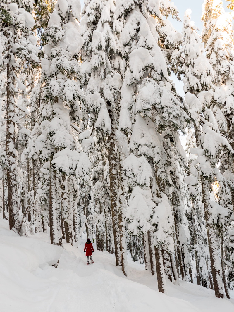 white color, outdoors, 2K, leisure activity, covering, landscape, snowcapped mountain, flora, scenics - nature, lifestyles, winter, tranquil scene, holiday