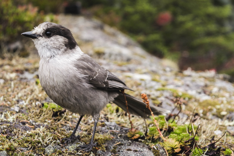 strathcona-westmin provincial park, land, one animal, day, vertebrate, animals in the wild, no people, forest, wildlife, outdoors, british columbia, canada