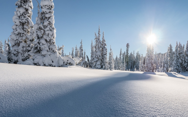 nature, tranquil scene, pine tree, tree, hd, tranquility, no people, 4K, outdoors, k, beauty in nature, snowcapped mountain, coniferous tree, non-urban scene
