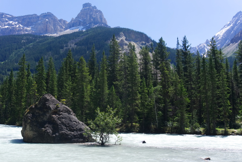 scenics - nature, 5K, water, no people, plant, day, canada, formation, tree, coniferous tree, mountain, green, idyllic, tranquility, mountains, kicking horse river