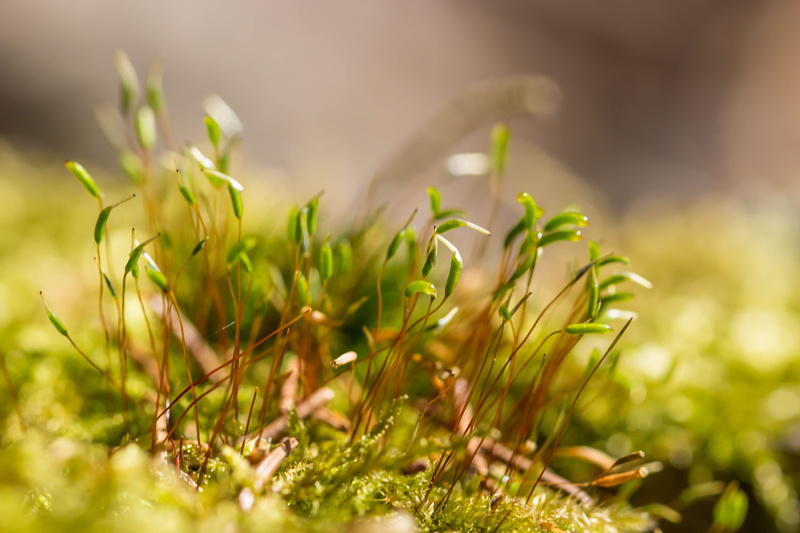 green, woods, up close, brown, detaljer, springtime, nature, photography, summer, freshness, makro, close-up, outdoors, 5K, Träd, growth, meadow, close-up photography