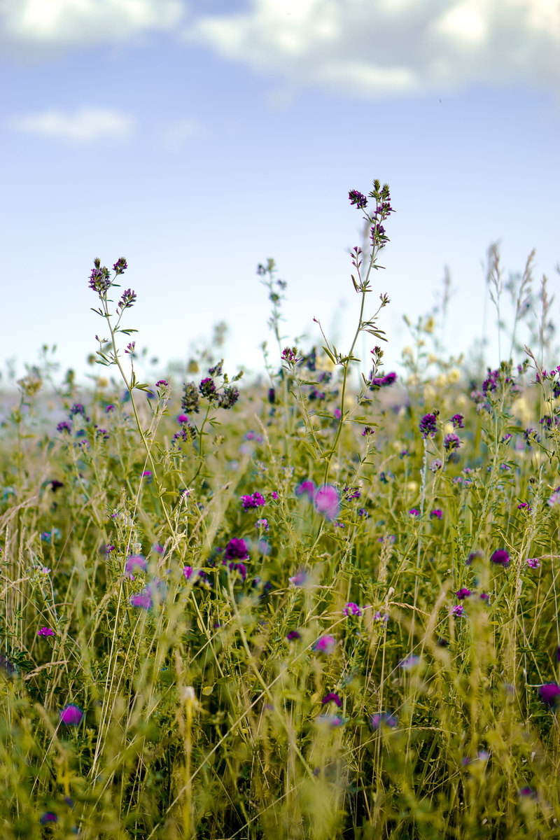 vulnerability, no people, grass, plant, day, flower, sky, flower head, purple, nature, fragility, outdoors, beauty in nature, 2K, canada, kananaskis, flowering plant