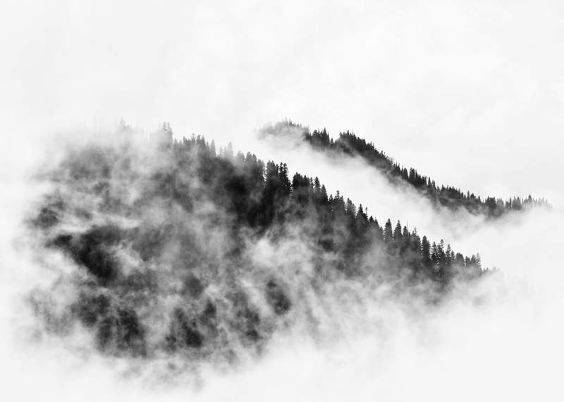 plant, covered, pacific northwest, silhouette, landscape, forest, nature, tree, washington, smog, scenics - nature, beauty in nature, mist, cloud, pnw