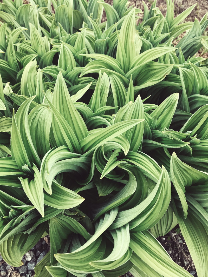 beauty in nature, for sale, california corn lillie, food, mount rainier national park, leaf, freshness, food and drink, vegetable, green color, day, plants