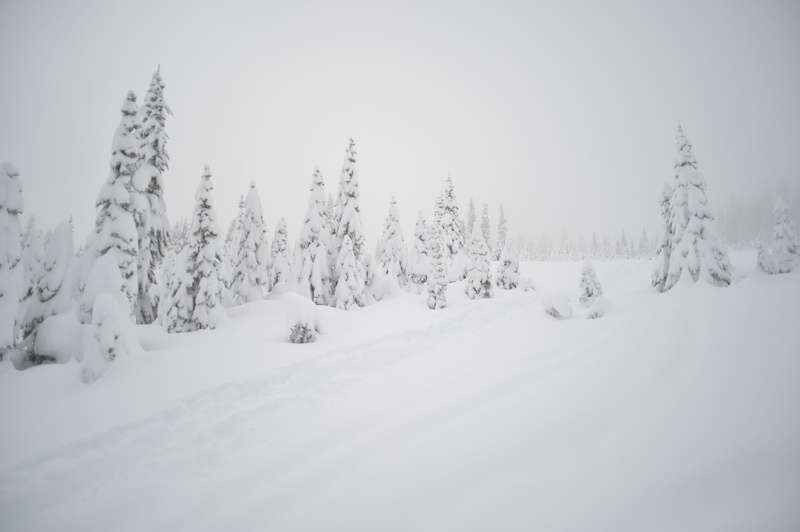 tree, trees, snowing, forest, powder, mount rainier national park, white color, nature, winter, coniferous tree, cold temperature, landscape, outdoors