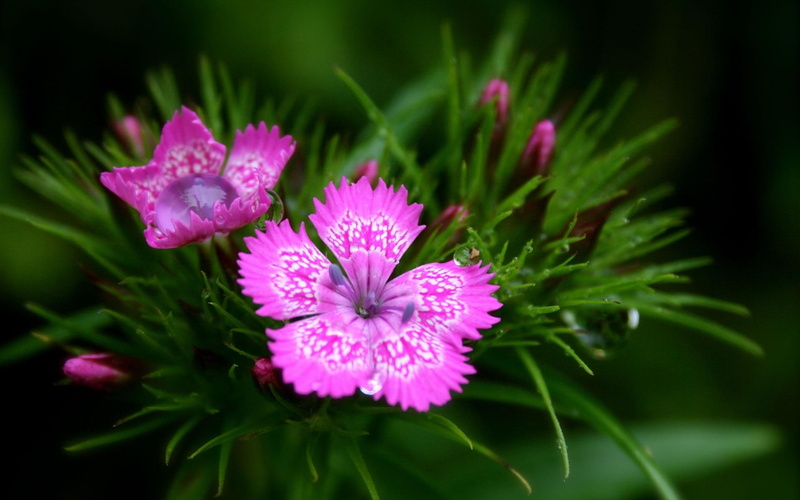 1080P, pink, nature, floral, hints, 3d and abstract, flowers, pretty, photography