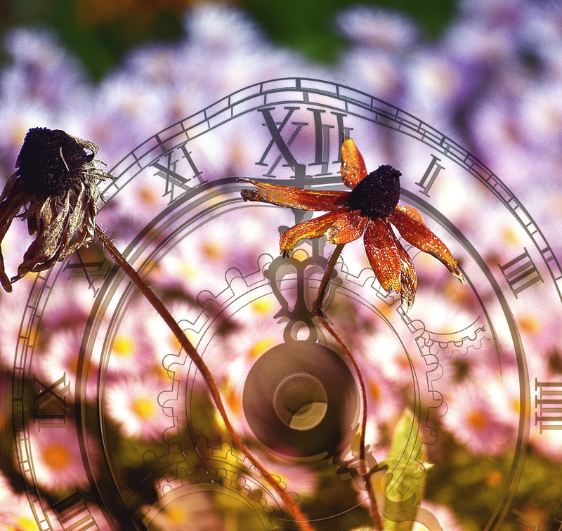 flower, hope, petaled, close-up, flowering plant, vanishing, the cyclicality of, focus on foreground, flower head, brown, consistency, the duration of the