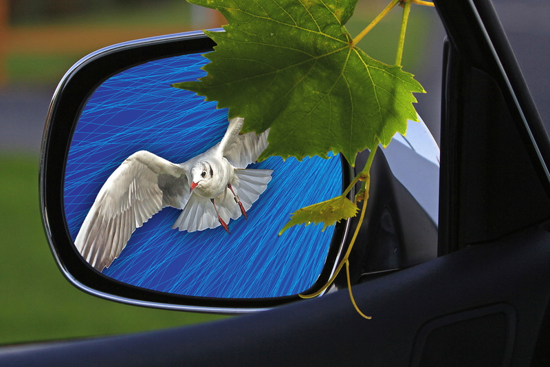 hint, mammal, motor vehicle, nature, assembly, window, grape leaf, 5K, indoors, the background, vertebrate, animal wildlife, car mirror, animal, foliage