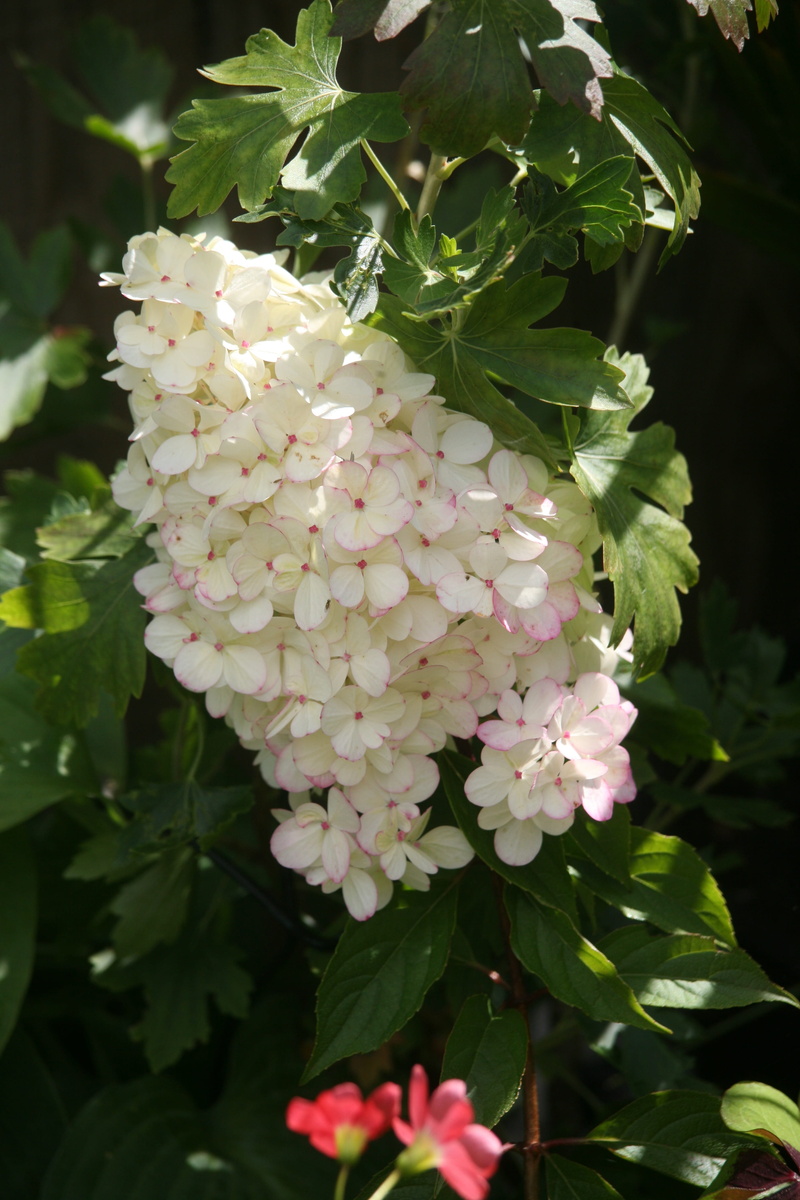hint of pink, growth, freshness, plant part, white color, flower, shade, fragility, petal, flower head, focus on foreground, nature, white, no people, day