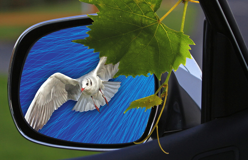 blue, transparent, animals in the wild, white bird, glass - material, Rearview Mirror, domestic, no people, grape leaf, foliage, pets, the background, animal wildlife