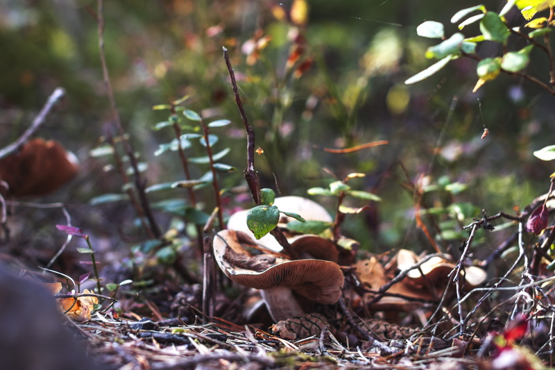 outdoors, land, beauty in nature, day, tree, norway, growth, food, plant part, green color, bird, food and drink, autumn, leaf, selective focus, no people