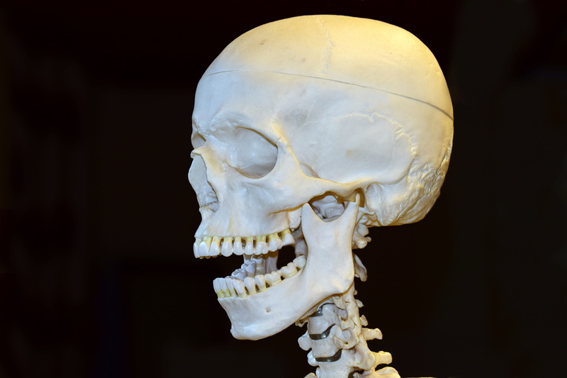 skull, skeleton, 3d model, head, horror, human skeleton, spooky, healthcare and medicine, orbital, medical, weird, human anatomy, black background, vertebrae