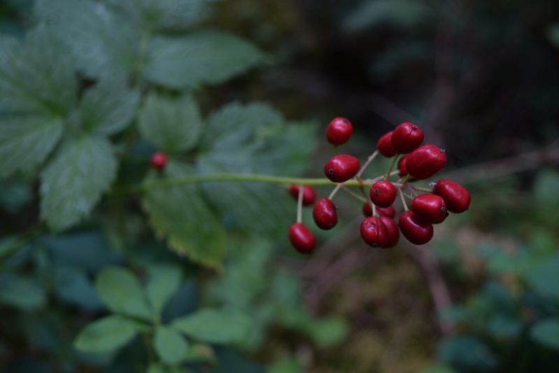 growth, healthy eating, food and drink, ripe, upper kananaskis lake, green color, leaf, beauty in nature, day, fruit, outdoors, wellbeing, plant, focus on foreground