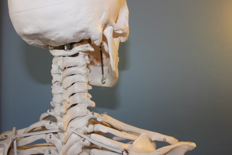 indoors, studio shot, spooky, human bone, skeleton, photo, table, body part, bone, science, still life, face, 2K, vertebrae, human, focus on foreground