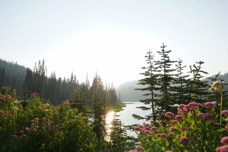 tranquil scene, mountains, coniferous tree, mount rainier national park, flowers, united states, growth, outdoors, flower, national park, scenics - nature