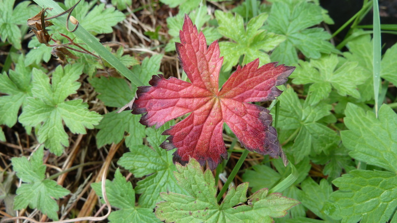 freshness, ocre leaf, single leaf, leaves, environment, red, day, land, nature, plant, no people, growth, foliage, natural condition, close-up, agriculture