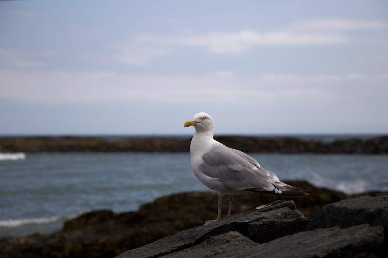 rock, sea, black rock, birds, solid, beauty in nature, animal themes, black, seagull, nature, grey, beach, white, bird, vertebrate, animals in the wild
