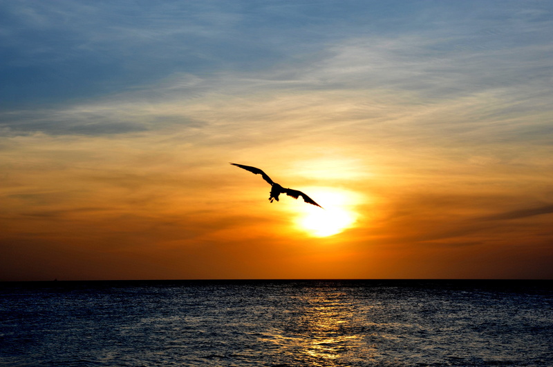 flying, spread wings, beauty in nature, scenics - nature, animals in the wild, animal wildlife, animal themes, mid-air, aruba, bird, sunset, photo, fowl