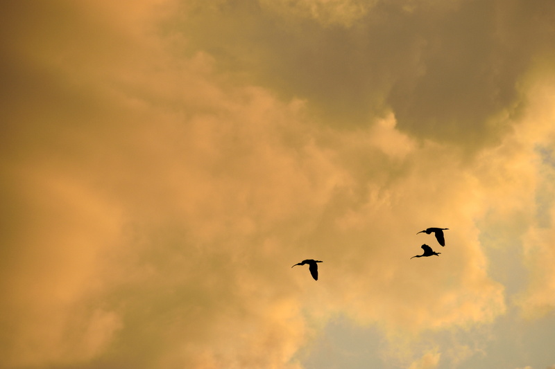 sky, herons flying, Flying, majestic, vibrant, beauty, evening, animals in the wild, mid-air, clouds, cloudscape, horizon, group of animals, sundown, twilight