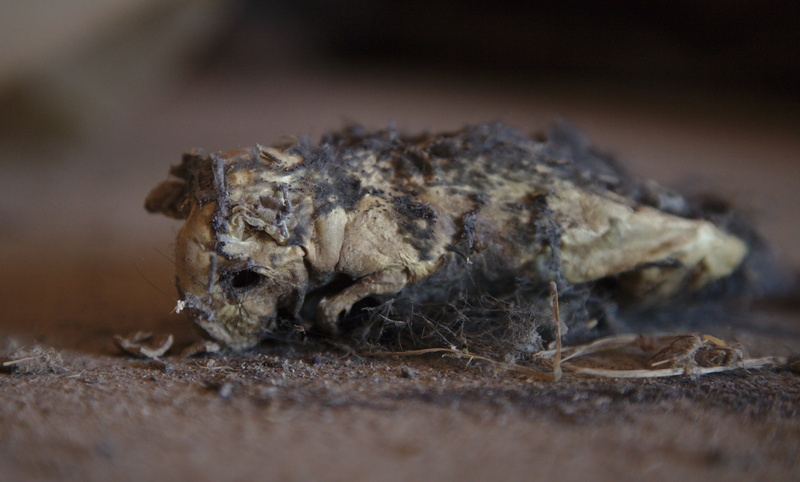 decomposed, no people, dead, animal, full length, animal body part, bone, animals in the wild, invertebrate, outdoors, one animal, mouse, selective focus