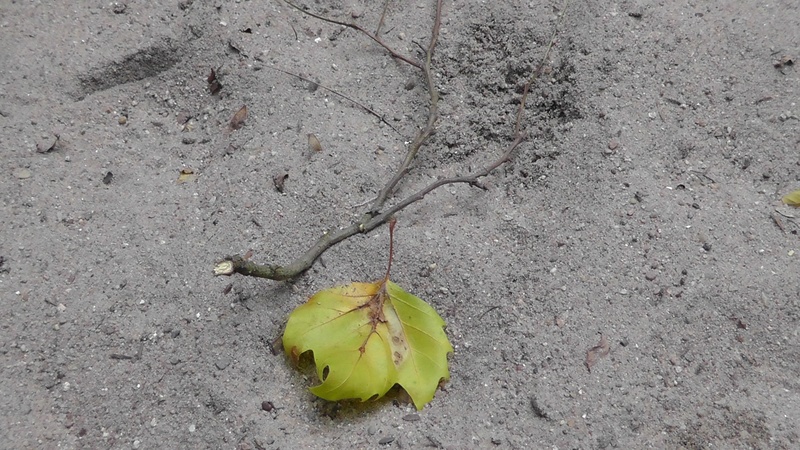 outdoors, close-up, leave, day, flower, vulnerability, high angle view, plant, fragility, rough, plant part, dry, green color, growth, 2K, maple leaf