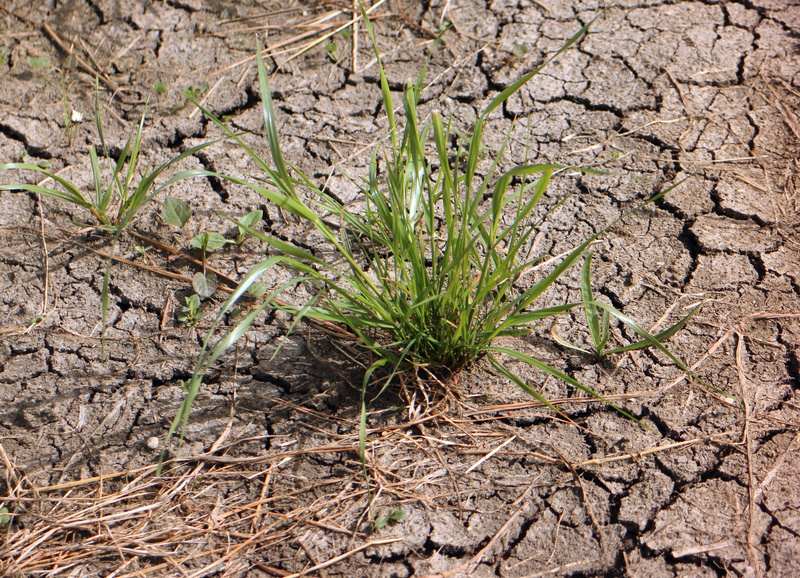 Earth, cracked, dry, Drought, arid climate, nature, high angle view, field, grass, tree, Ground, environment, no people, scenics - nature, outdoors, beauty in nature