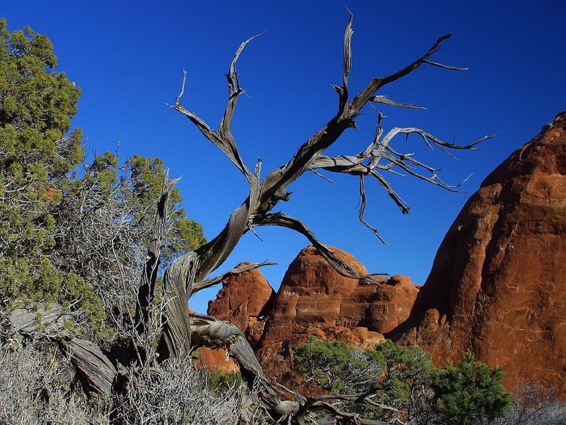 non-urban scene, rock - object, dead plant, eroded, tree, day, 480P, semi-arid, parching, bryce canyon, utah, tranquility, dehydrated, sky, tranquil scene