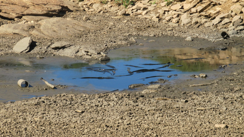 dehydrated, day, mud, lake, nature, large group of animals, flying, outdoors, water, bird, dry, beach, fish, group of animals, animal wildlife, no people
