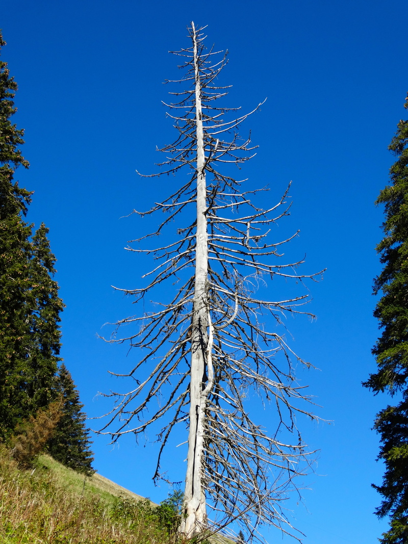 coniferous tree, day, tree trunk, storm damage, outdoors, dehydrated, fir, plant, sky, sunlight, no people, 5K, tranquility, scenics - nature, low angle view