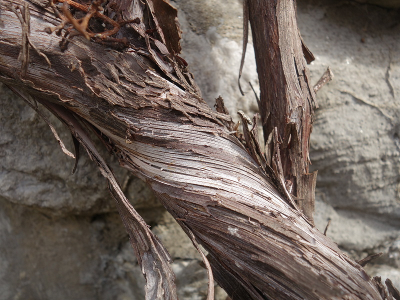 palm tree, plant, trunk, dry, outdoors, animal themes, wood - material, close-up, tree trunk, textured, rough, tree, focus on foreground, grapevine, day