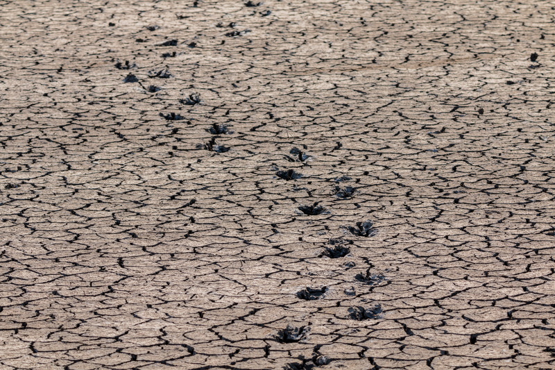 drought, away, textured, animal, 5K, arid climate, vertebrate, swamp, land, animals in the wild, target, cracked, nature, high angle view, outdoors, group of animals