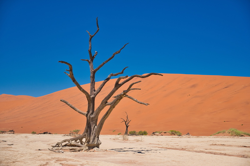 landscape, tree, plant, 5K, arid climate, dehydrated, clear sky, drought, dry, scenics - nature, red, sand dune, climate, blue, sky, outdoors, tranquil scene