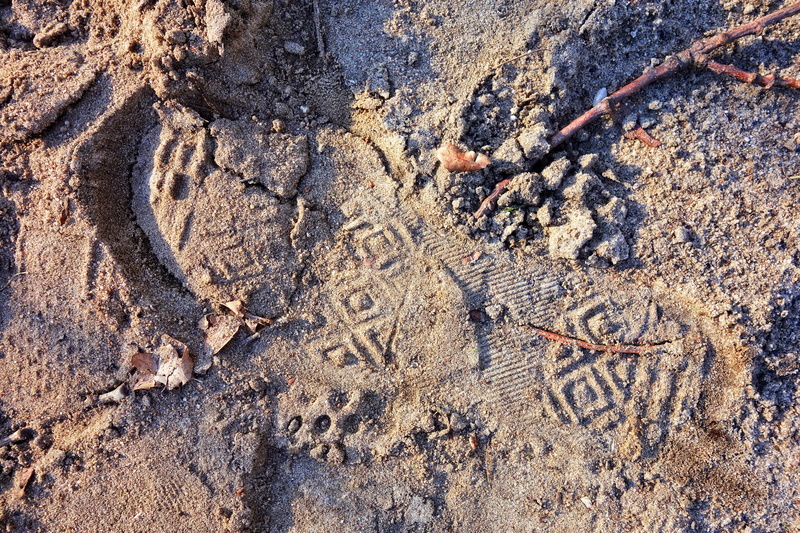 no people, day, nature, sole, pattern, solid, close-up, sand, profile print, human, rock - object, footprint, print, beach, imprint, dirt, outdoors, high angle view