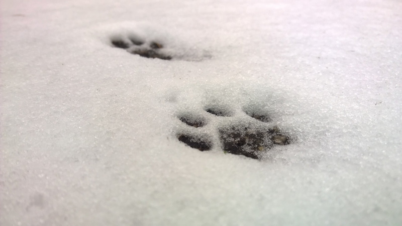 cat, paw prints, snow, animal, animal track, cold, thawing, white, day, marks, outdoors, footprints, print, white color, snowy, trace, no people, cats paw