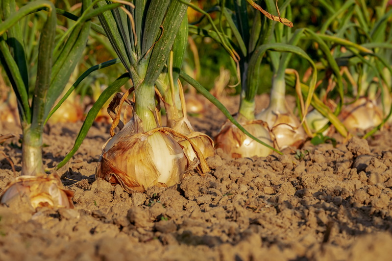 field, earth, vegetable, wellbeing, cultivation, arable, 4K, agricultural, outdoors, vegetable garden, onion, surface level, land, day, leaf, series, selective focus