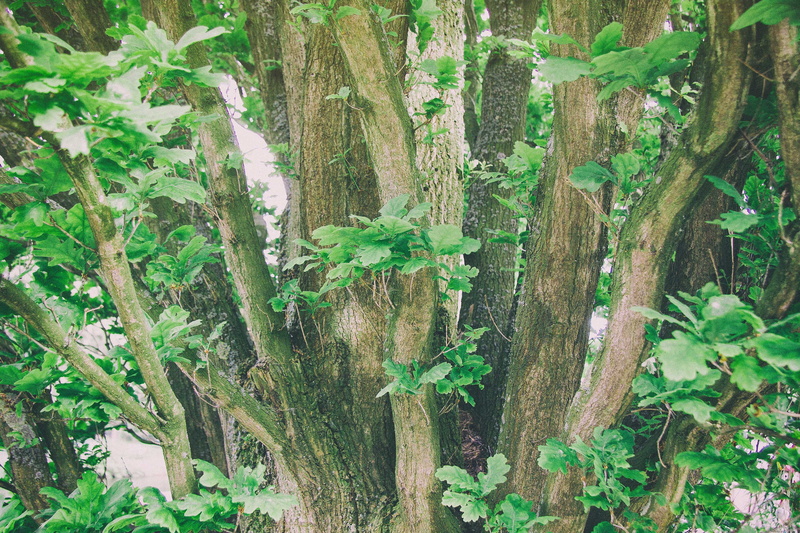 nature, shadow, growth, bark, lighted, sunlight, hue, twig, wood - material, color, green, colorful, surface, arrangement, grass, young, abstraction, outdoors
