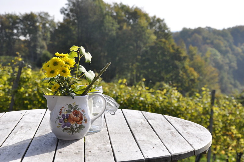 plants, garden, bloom, container, nature, beauty in nature, sunny day, season, flower head, outdoors, shadow, focus, flower arrangement, sunlight, pot