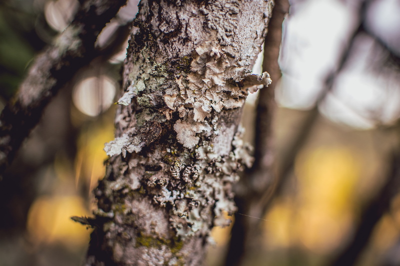 beauty in nature, fungus, brazil, rough, nature, plant, bark, plants, food, branch, close-up, no people, day, growth, trunk, tree, goiânia, landscape, plant bark