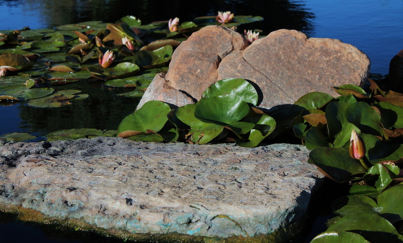 lotus, aquatic, environmental, sustainable landscape, leaves, growth, green housing developments, floating flowers, lily pads, nymphaeaceae, water, no people
