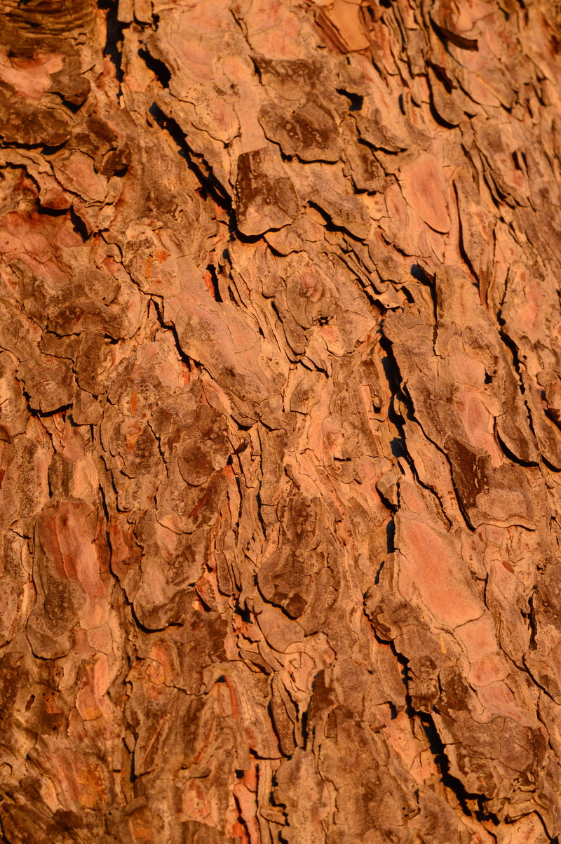 backgrounds, trunk, growth, environment, wheel, ecological, deforestation, lumber, land, environmental, eco, pine, eroded, woodland, timber, dry, conservation