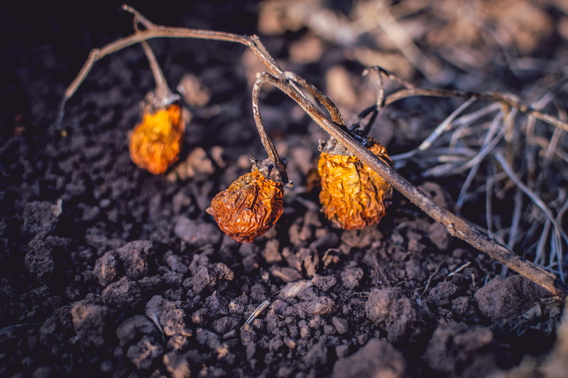 freshness, goiania, orange color, tree, close-up, day, no people, 5K, brazil, winter, scarlet eggplant, goiás, dry land, brown, fruit, twig, goias, selective focus