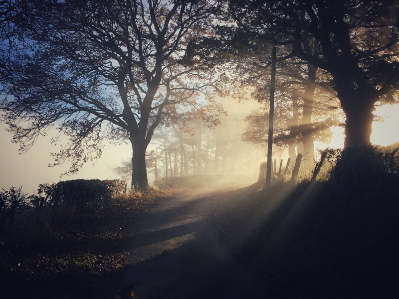 forest, empty, the way forward, sunlight, no people, daytime, rural Scene, trees, pathway, woodland, tranquil Scene, tranquility, tree, Afternoon, landscape