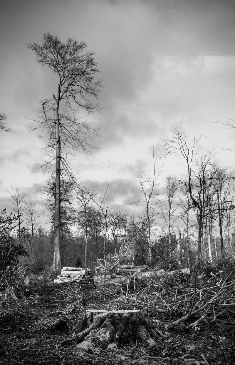 beauty in nature, 2K, forestry, tranquility, Storm Damage, scenics - nature, destroyed, sky, plant, Forest, crushed, nature, non-urban scene, land, dead plant
