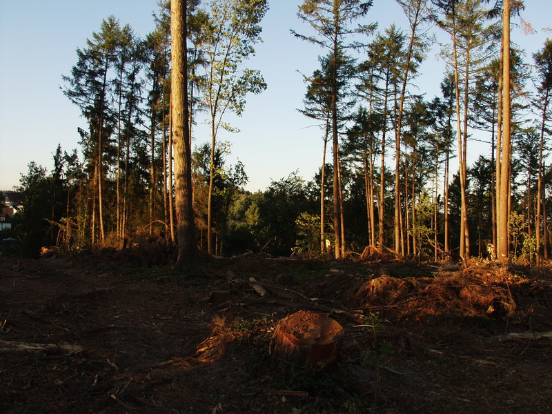 deforestation, storm damage, destruction, tranquility, beauty in nature, force of nature, devastation, field, waste wood, forest, land, non-urban scene