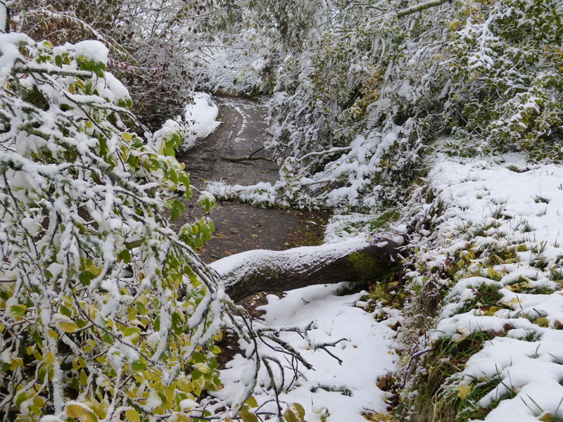flowing, frost, snow, growth, day, damaged, beauty in nature, nature, non-urban scene, tranquility, white, tree, 4K, frozen, white color, no people, landscape