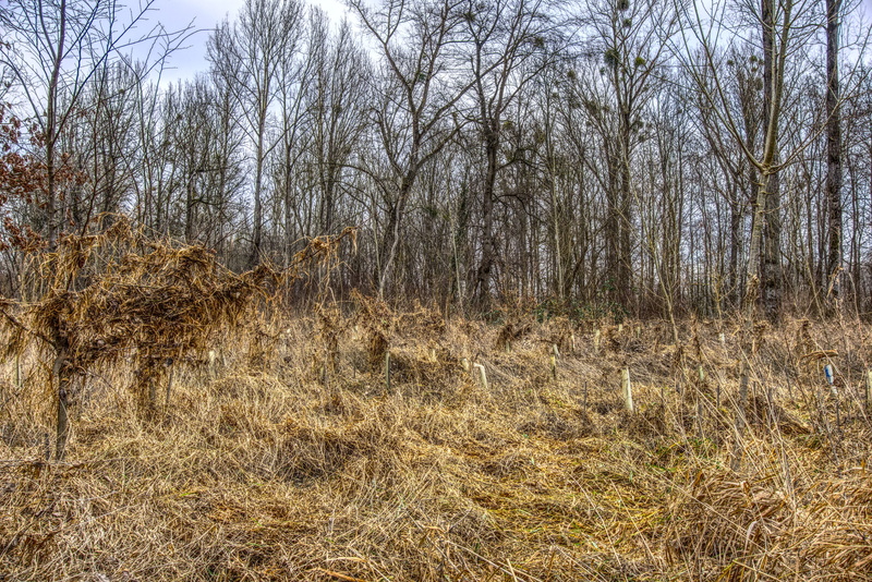 scenics - nature, forest, grass, growth, tranquility, wood, land, dry, sky, tranquil scene, day, landscape, filth, plant, no people, high water, nature