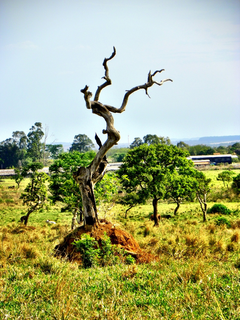 tranquility, landscapes, beauty in nature, forest, no people, non-urban scene, 4K, destruction, deforestation, biome, sustainable development, goiânia